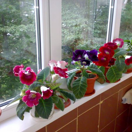 gloxinia